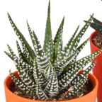 Gasteria/Haworthia mix – Ø6 cm, 16 cm hoog