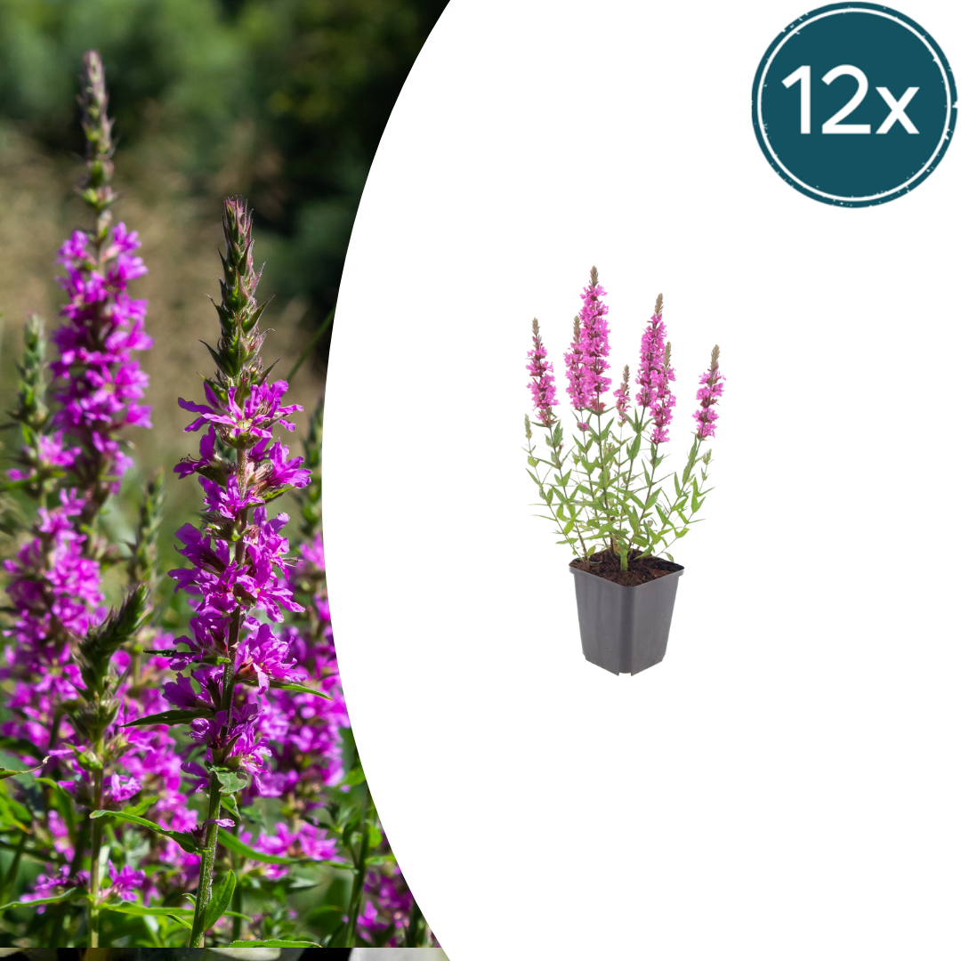 Lythrum salicaria (Blutweiderich) – 12 Pflanzen, Ø9 cm, 10–25 cm hoch