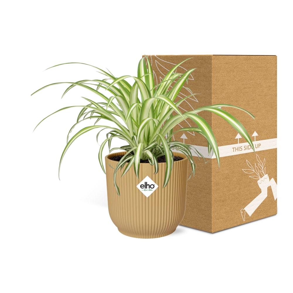 Chlorophytum comosum Variegatum in ELHO Vibes Fold 14cm geel (graslelie) – 10 cm hoog – foto 5