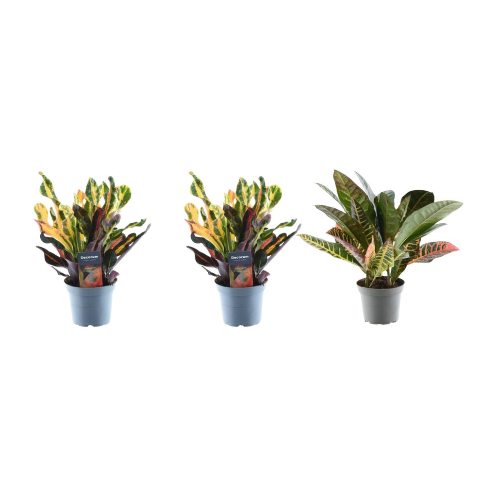 3× Croton Codiaeum mix – Ø12 cm, 30 cm hoog