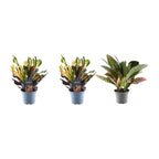 3× Croton Codiaeum mix – Ø12 cm, 30 cm hoog