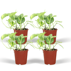 4× Scindapsus (Epipremnum) – Ø12 cm, 20 cm høj