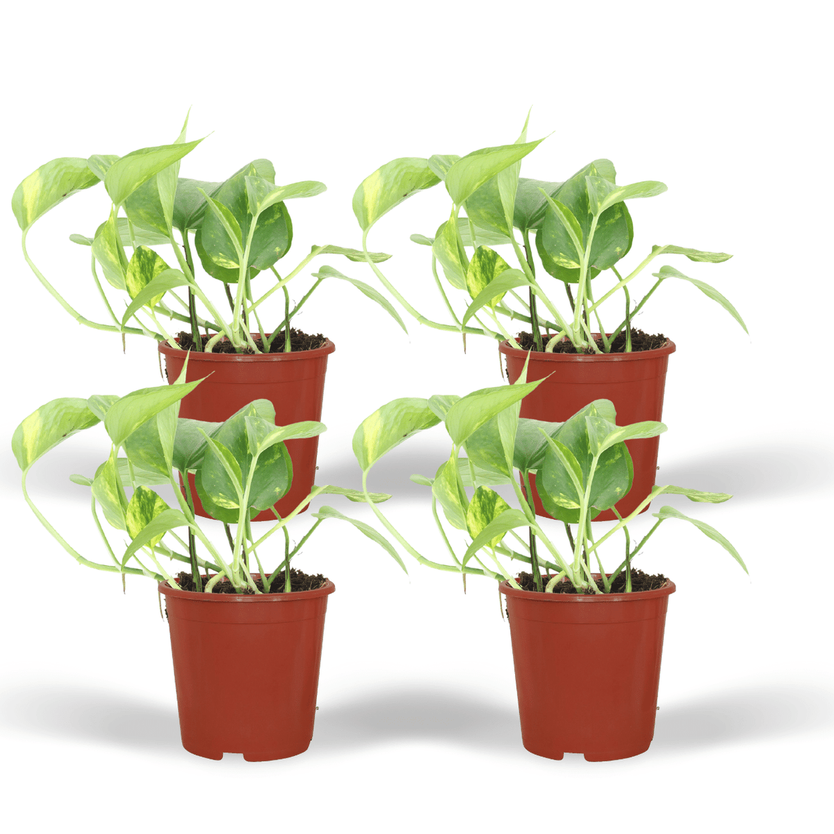 4× Scindapsus (Epipremnum) – Ø12 cm, 20 cm høj