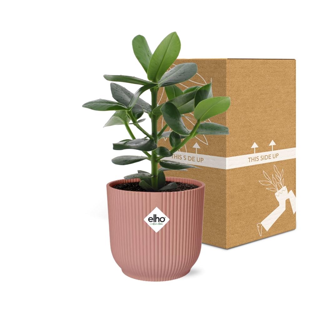 Clusia Princess in ELHO Vibes Fold 14cm rosa – 25 cm hoch