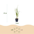 Molinia arund. 'Karl Foerster' (molinia) – 6 plantes, Ø11 cm, 15–25 cm de haut
