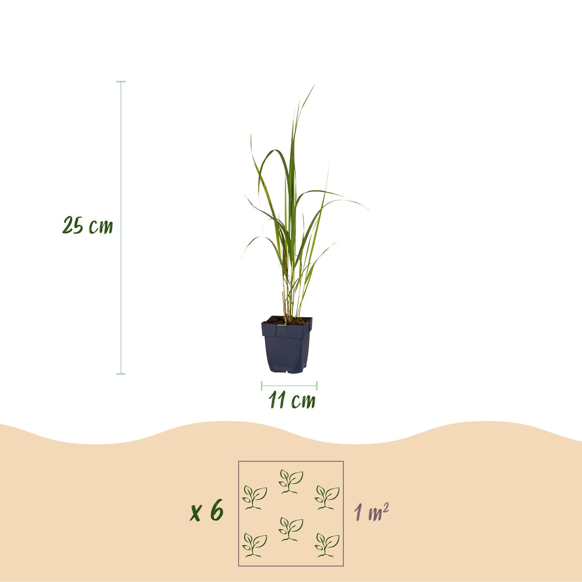 Molinia arund. 'Karl Foerster' (molinia) – 6 plantes, Ø11 cm, 15–25 cm de haut – photo 3