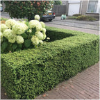 Ilex crenata 'Jenny' (Japanese holly) – 6 plants, 250 cm high