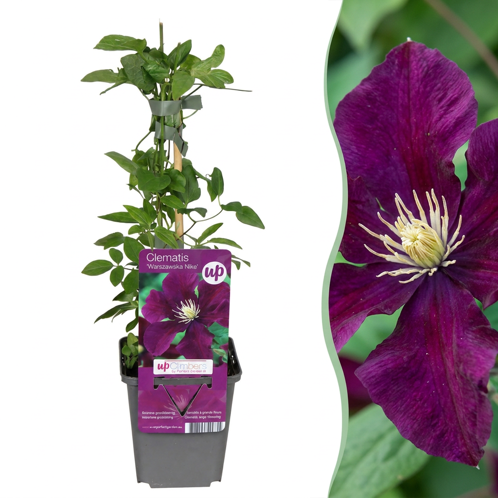 Clematis 'Warszawska Nike' (bosrank) – rood – 4 planten, Ø9 cm, 35 cm hoog