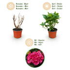 Hydrangea macrophylla (Hortensie) – rot – Ø 12 cm, 20–30 cm hoch
