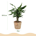 2× Dracaena fragrans Steudneri (Drachenbaum) im Korb – Ø 17 cm, 50–55 cm hoch