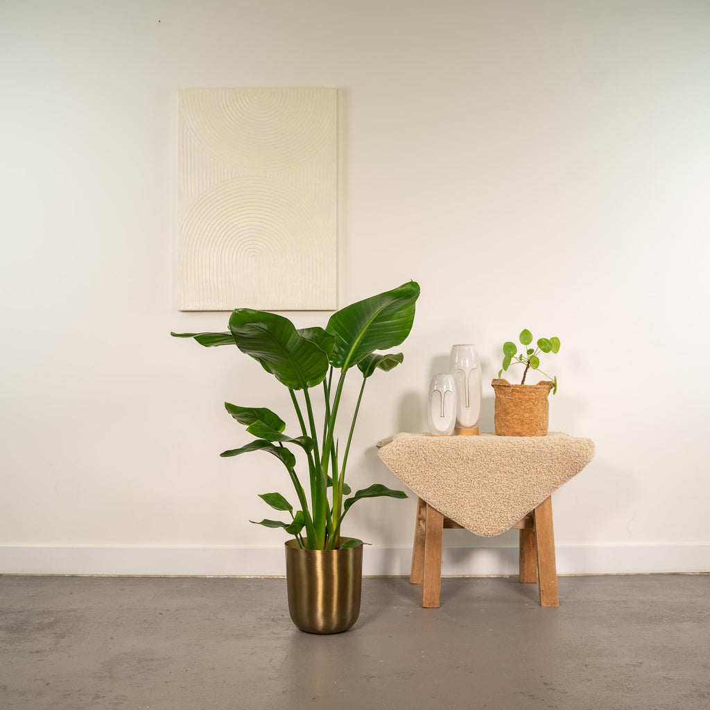 Strelitzia nicolai (witte paradijsvogelbloem) in pot mayk gold – Ø19 cm, 90 cm hoog