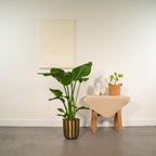 Strelitzia nicolai (witte paradijsvogelbloem) in pot mayk gold – Ø19 cm, 90 cm hoog