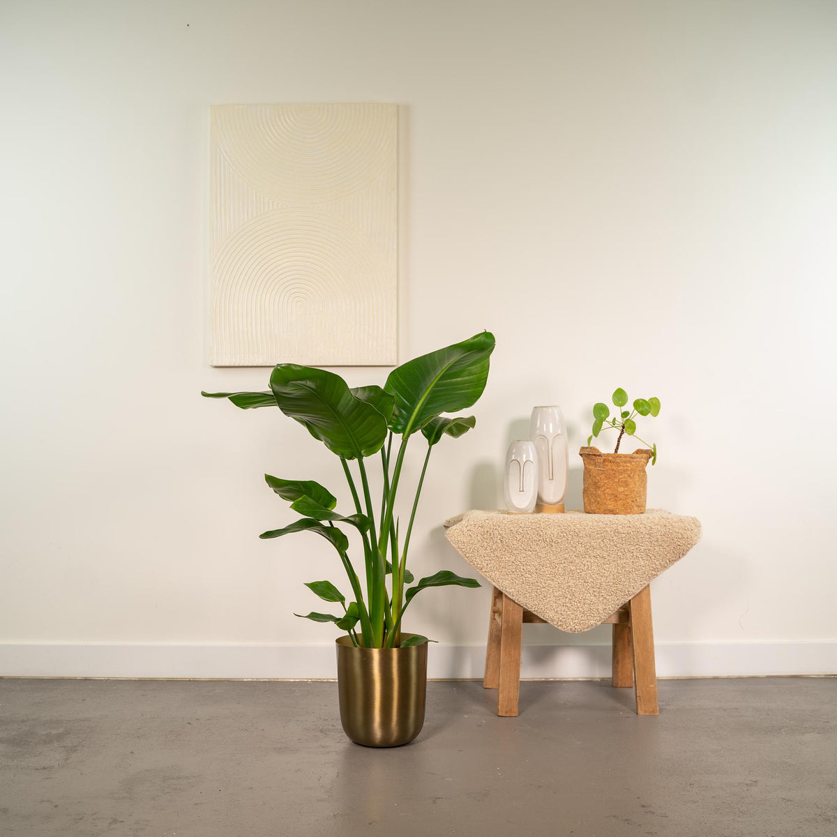 Strelitzia nicolai (witte paradijsvogelbloem) in pot mayk gold – Ø19 cm, 90 cm hoog