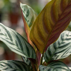 Ctenanthe Burle-Marxii (visgraatplant) – Ø14 cm, 35–40 cm hoog