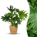 Philodendron Lickety split avec panier – Ø19 cm, 70 cm de haut