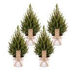 4× Picea glauca Conica (kerstboompje) in zinken pot – Ø17 cm, 65 cm hoog
