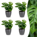 4× Monstera adansonii (mini-monstera) en pot décoratif gris – Ø12 cm, 25 cm de haut