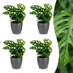 4× Monstera adansonii (mini-monstera) en pot décoratif gris – Ø12 cm, 25 cm de haut
