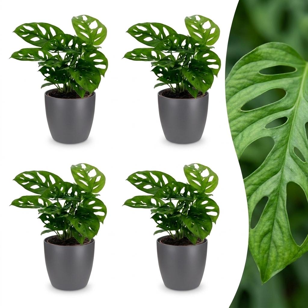 4× Monstera adansonii (Mini-Monstera) im grauen Pflanzgefäß von Potter – Ø 12 cm, 25 cm hoch