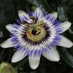 Passiflora caerulea (passiebloem) – 3 planten