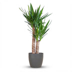 Yucca elephantipes im schwarzen Pflanzgefäß – Ø 21 cm, 90 cm hoch