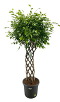 Ficus benjamina tressé mat (ficus pleure-auriculaire) – Ø30 cm, 150 cm de haut