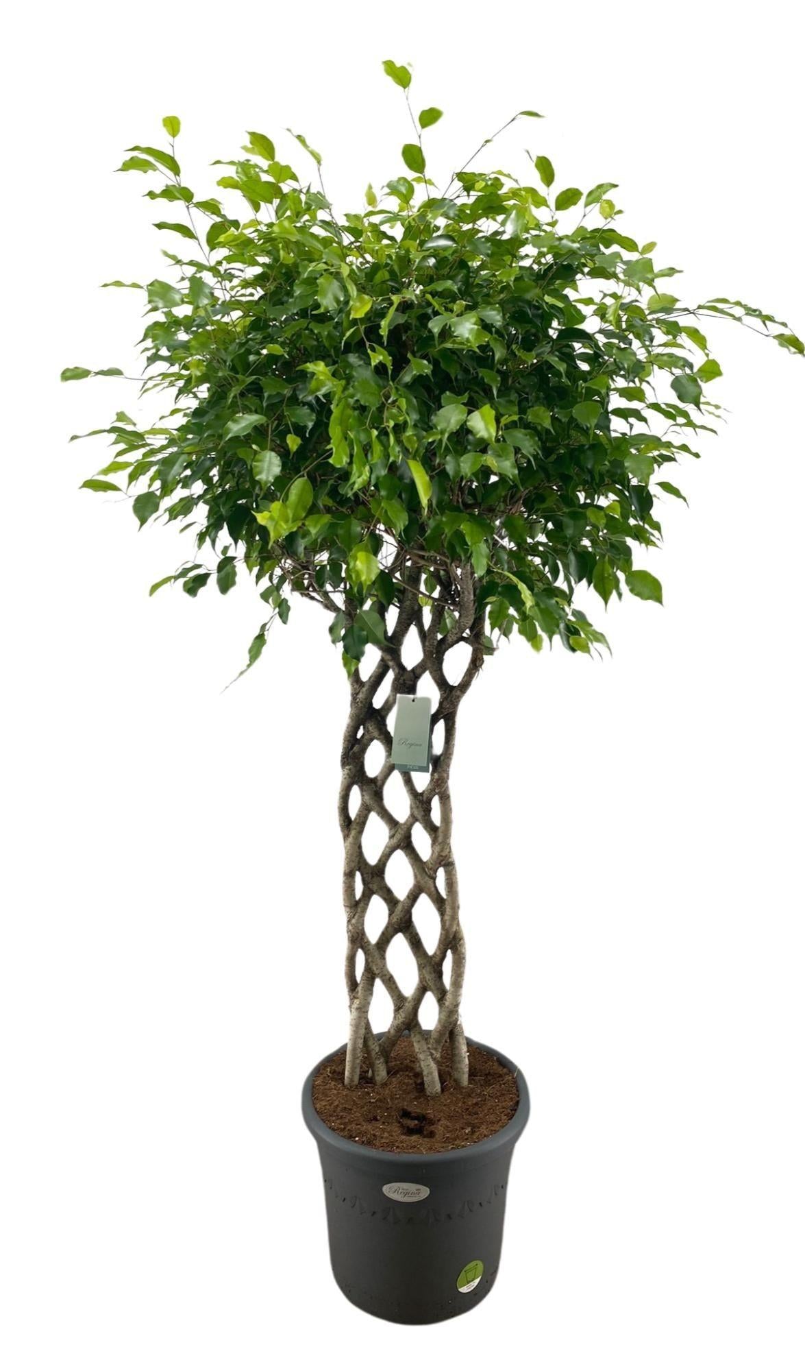 Ficus benjamina gevlochten mat (treurvijg) – Ø30 cm, 150 cm hoog