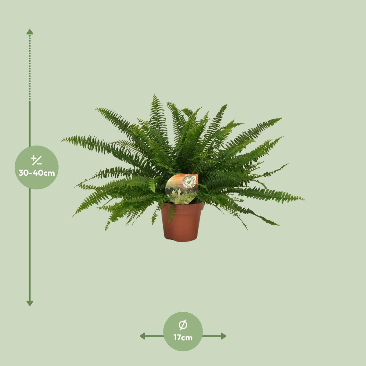 Nephrolepis Green Lady (zwaardvaren) – Ø17 cm, 40 cm hoog