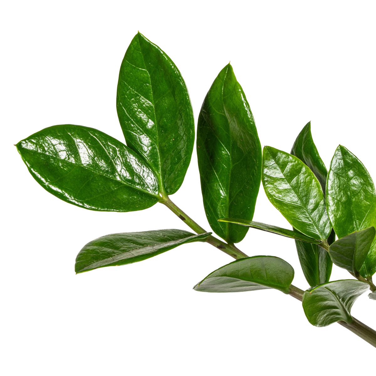 Zamioculcas zamiifolia (zz-plant) – Ø17 cm, 40–50 cm hoog