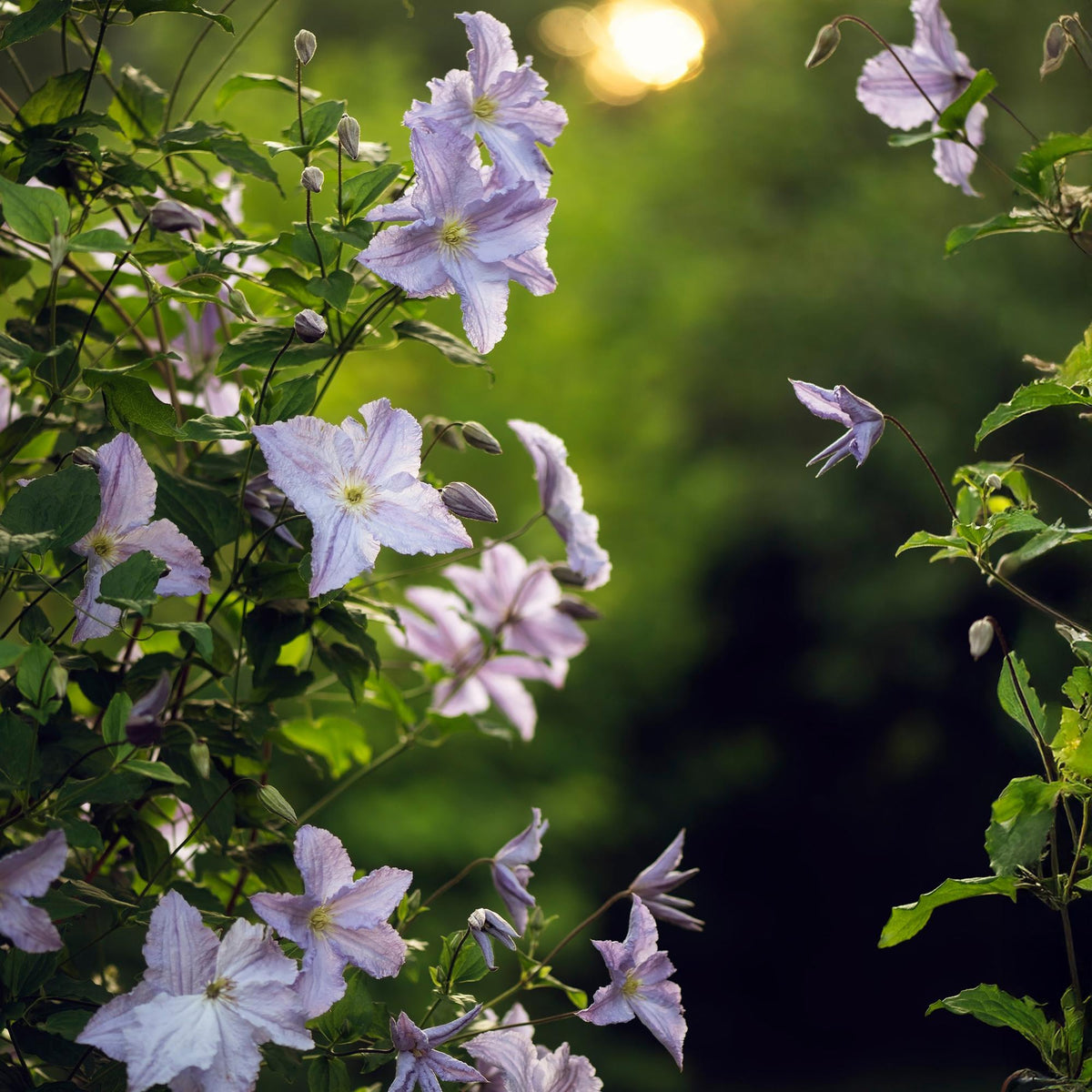 Clematis 'Blue Angel' (bosrank) – blauw – 2 planten, Ø11 cm, 40 cm hoog
