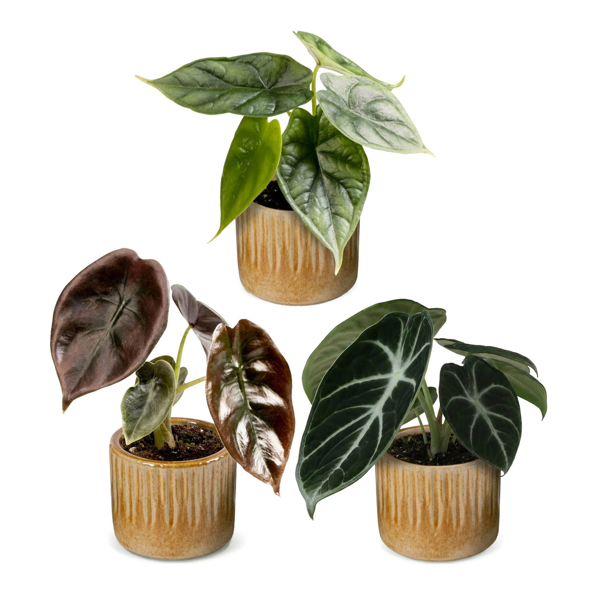 3× Baby Alocasia Tricolour (elefantøre) incl. Linnea Honey – Ø6 cm, 12 cm høj