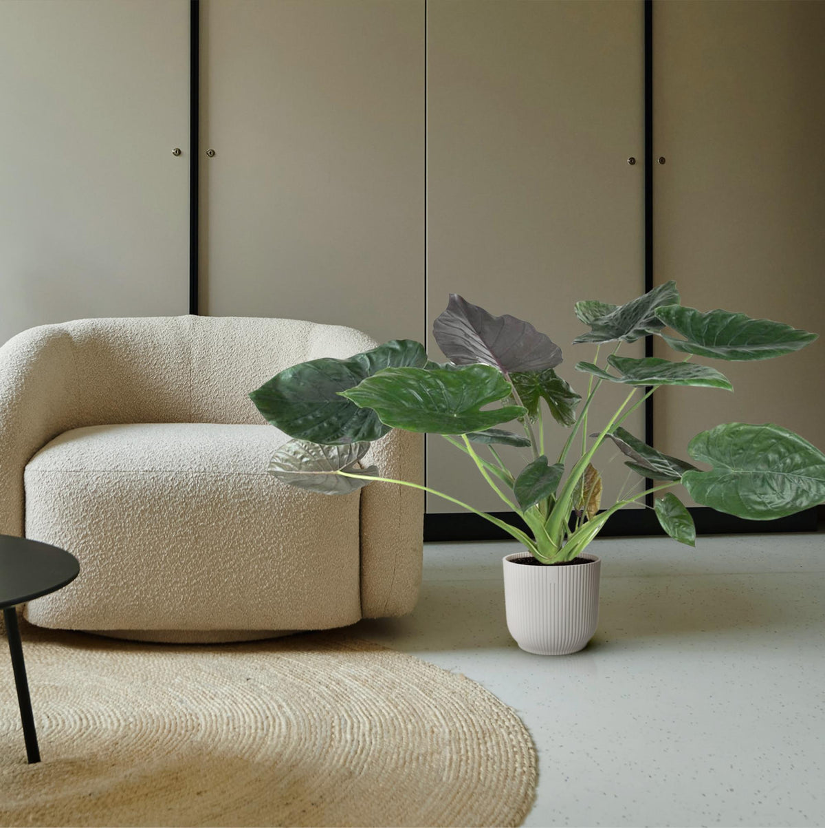 Alocasia Wentii (Elefantenohr) – Ø32 cm, 120 cm hoch