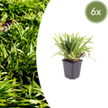 Luzula sylvatica (skovbæger) – 6 planter, Ø9 cm, 10–25 cm høje