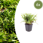 Luzula sylvatica (skovbæger) – 6 planter, Ø9 cm, 10–25 cm høje