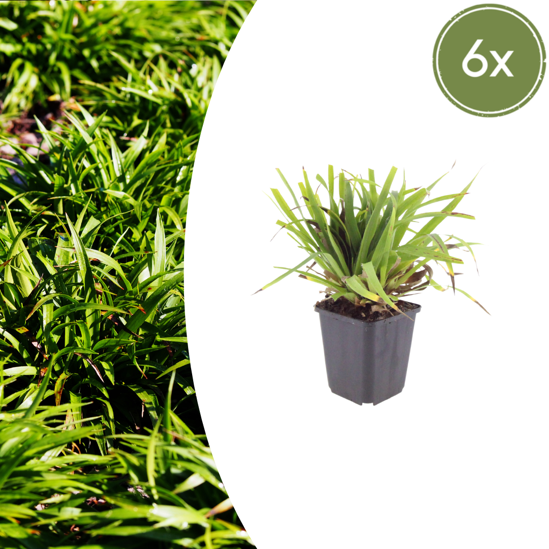 Luzula sylvatica (skovbæger) – 6 planter, Ø9 cm, 10–25 cm høje