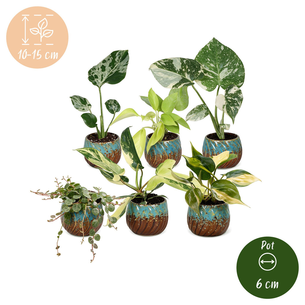 6× jeunes plantes Tropical Mix incl. Copper Reef – Ø6 cm, 10–15 cm de haut – photo 5