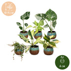 6× jeunes plantes Tropical Mix incl. Copper Reef – Ø6 cm, 10–15 cm de haut