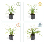 Carex morrowii 'Ice Dance' (sedget) – 12 plants, Ø9 cm, 10–25 cm high