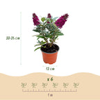Buddleja davidii 'Butterfly Candy Little Ruby' (Fliederblume) – rot – Ø12 cm, 20–25 cm hoch