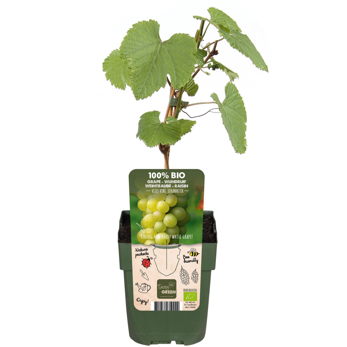 Vitis vinifera 'Johanniter' (weiße Traube) – Ø13 cm, 45 cm hoch – Bild 2
