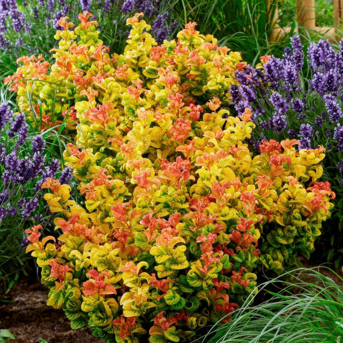 Leucothoe 'Curly Gold' – gul – 2 planter, Ø17 cm, 40 cm høj – billede 5