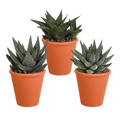 Gasteria/Haworthia mix in terracotta pot – Ø9 cm, 18 cm hoog