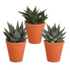 Gasteria/Haworthia mix in terracotta pot – Ø9 cm, 18 cm hoog