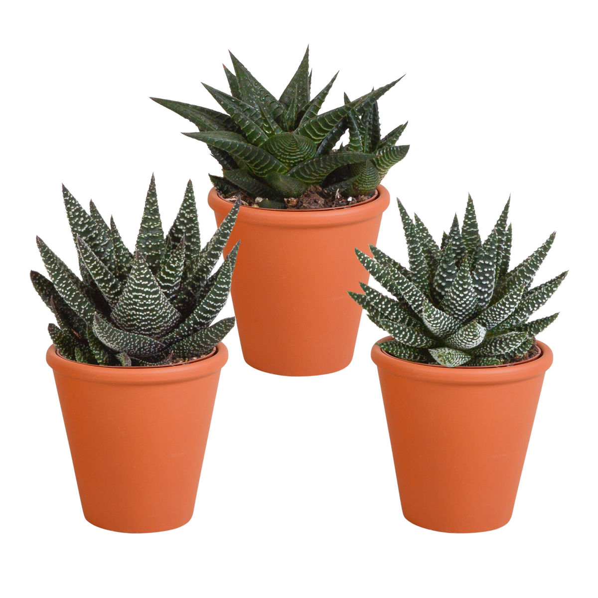 Gasteria/Haworthia-blanding i terrakottakrukke – Ø9 cm, 18 cm høj