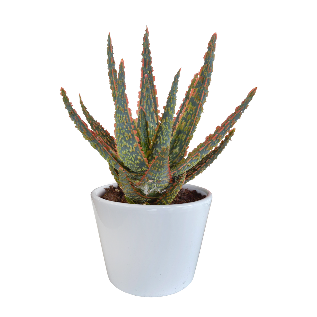 Aloë zebrina Dannyz (aloe) en pot blanc – Ø11 cm, 23 cm de haut