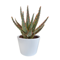 Aloë zebrina Dannyz (aloe) en pot blanc – Ø11 cm, 23 cm de haut