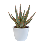 Aloë zebrina Dannyz (aloe) en pot blanc – Ø11 cm, 23 cm de haut