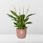 Spathiphyllum 12 cm Torelli in ELHO Vibes Fold 14 cm pink (peace lily) – 45 cm tall