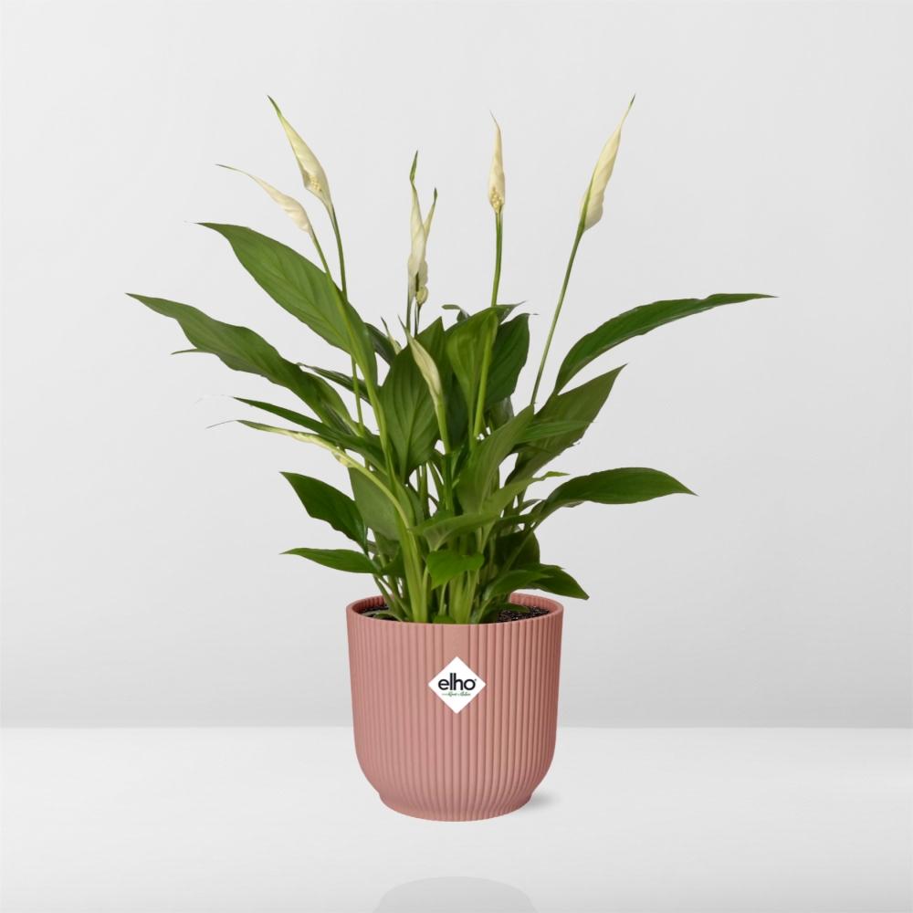 Spathiphyllum 12 cm Torelli in ELHO Vibes Fold 14 cm pink (peace lily) – 45 cm tall – photo 6