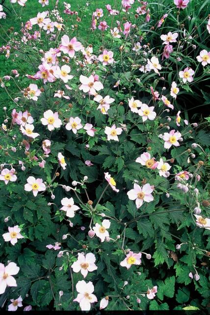 Anemone tom. 'Robustissima' (Herbstanemone) – 60 Pflanzen, Ø 9 cm, 10–25 cm hoch
